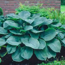 Image result for Hosta sieboldiana 'Elegans'