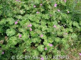 Attēlu rezultāti vaicājumam “Geranium molle flower”