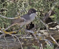 Image result for Sylvia hortensis