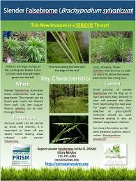 Attēlu rezultāti vaicājumam “Brachypodium sylvaticum leaf”