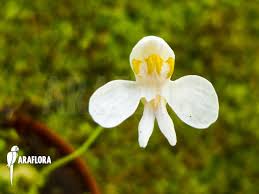 Attēlu rezultāti vaicājumam “Utricularia intermedia flower”
