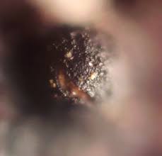 Attēlu rezultāti vaicājumam “Trichia longipalpis”