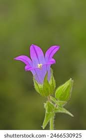 Image result for Campanula strigosa