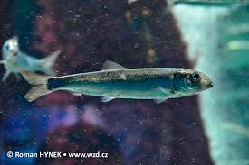 Image result for Clupea harengus