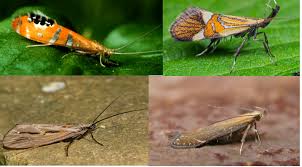 Attēlu rezultāti vaicājumam “Trichoptera”