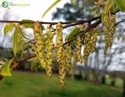 Attēlu rezultāti vaicājumam “Carpinus betulus female flower”