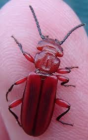 Attēlu rezultāti vaicājumam “Cucujidae”