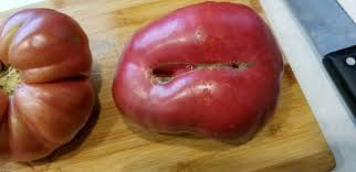 Afbeeldingsresultaat voor black elephant tomato