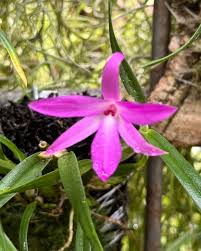 Attēlu rezultāti vaicājumam “Ombrophila violacea”