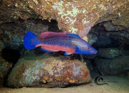 Image result for Labrus mixtus