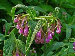 Image result for Symphytum officinale