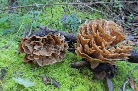 Image result for Podoscypha multizonata