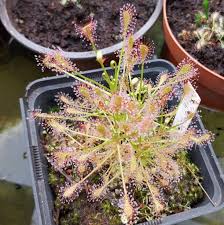Attēlu rezultāti vaicājumam “Drosera intermedia”
