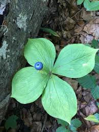 Attēlu rezultāti vaicājumam “Paris quadrifolia”