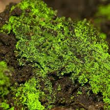 Attēlu rezultāti vaicājumam “Isopaches bicrenatus”