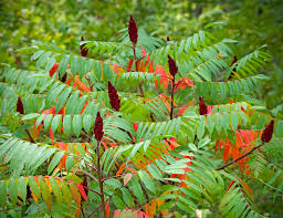 Attēlu rezultāti vaicājumam “Rhus typhina flower”