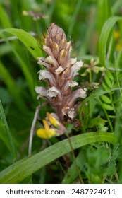 Attēlu rezultāti vaicājumam “Orobanche coerulescens bud”