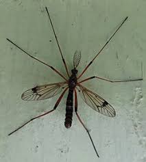 Attēlu rezultāti vaicājumam “Tipulidae”