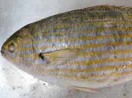 Image result for Sarpa salpa