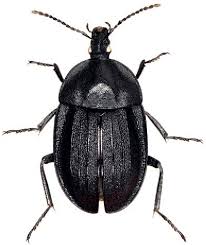 Attēlu rezultāti vaicājumam “Phosphuga atrata”