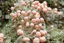 Attēlu rezultāti vaicājumam “Dibaeis baeomyces”