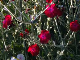 Image result for Lychnis coronaria