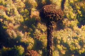 Attēlu rezultāti vaicājumam “Chaenotheca trichialis”