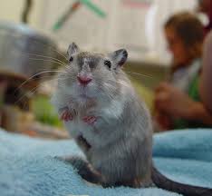Image result for Gerbil