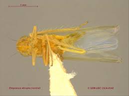 Attēlu rezultāti vaicājumam “Empoasca sp.”