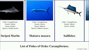 Image result for Makaira mazara