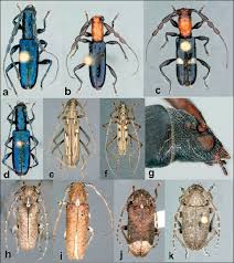 Attēlu rezultāti vaicājumam “Cerambycidae”