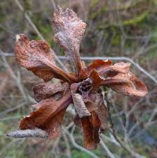 Attēlu rezultāti vaicājumam “Rhabdophaga rosaria”