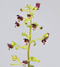 Attēlu rezultāti vaicājumam “Scrophulariaceae”