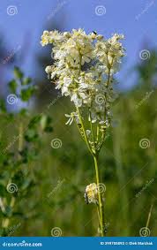 Attēlu rezultāti vaicājumam “Filipendula vulgaris leaf”