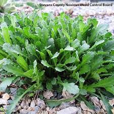 Attēlu rezultāti vaicājumam “Leucanthemum vulgare leaf”