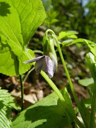 Attēlu rezultāti vaicājumam “Viola mirabilis leaf”