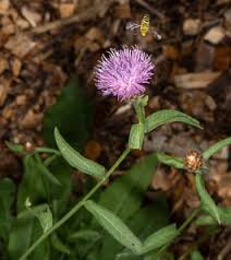 Attēlu rezultāti vaicājumam “Centaurea stoebe leaf”