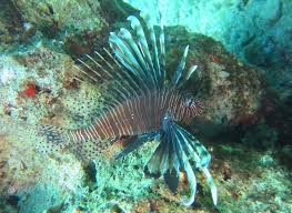 Image result for Pterois miles