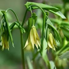 Attēlu rezultāti vaicājumam “Uvularia grandiflora”