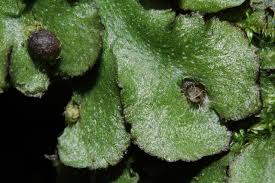 Attēlu rezultāti vaicājumam “Reboulia hemisphaerica”