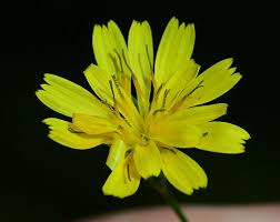 Attēlu rezultāti vaicājumam “Lapsana communis flower”