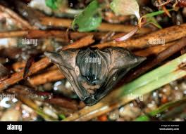 Attēlu rezultāti vaicājumam “Trapaceae”