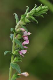 Attēlu rezultāti vaicājumam “Odontites vulgaris”