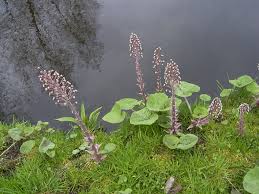 Image result for Petasites officinalis