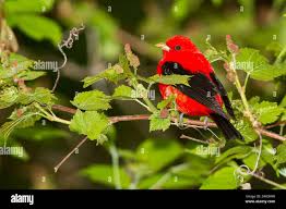 Image result for Piranga olivacea