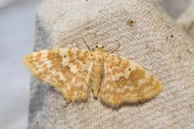 Attēlu rezultāti vaicājumam “Hydrelia flammeolaria”