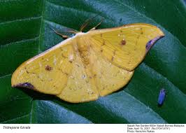 Attēlu rezultāti vaicājumam “Drepanidae”