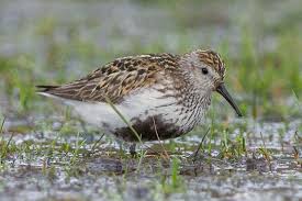 Attēlu rezultāti vaicājumam “Calidris alpina adult”