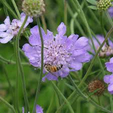 Image result for Scabiosa col.`Butterfly Blue`