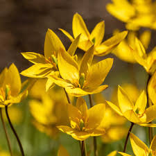 Attēlu rezultāti vaicājumam “Tulipa sylvestris”